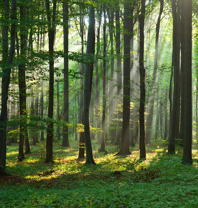 The sun slanting through trees in a forest with green underbrush.